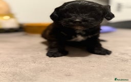 Yorkiepoo dogs for sale: Yorkiepoos - Image 27