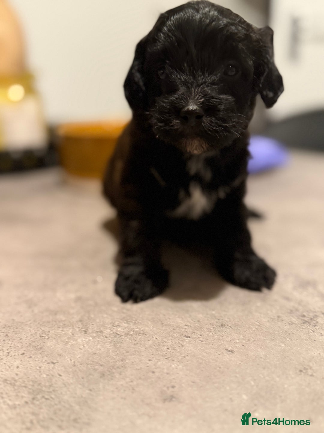 Yorkiepoo dogs for sale: Yorkiepoos - Image 27
