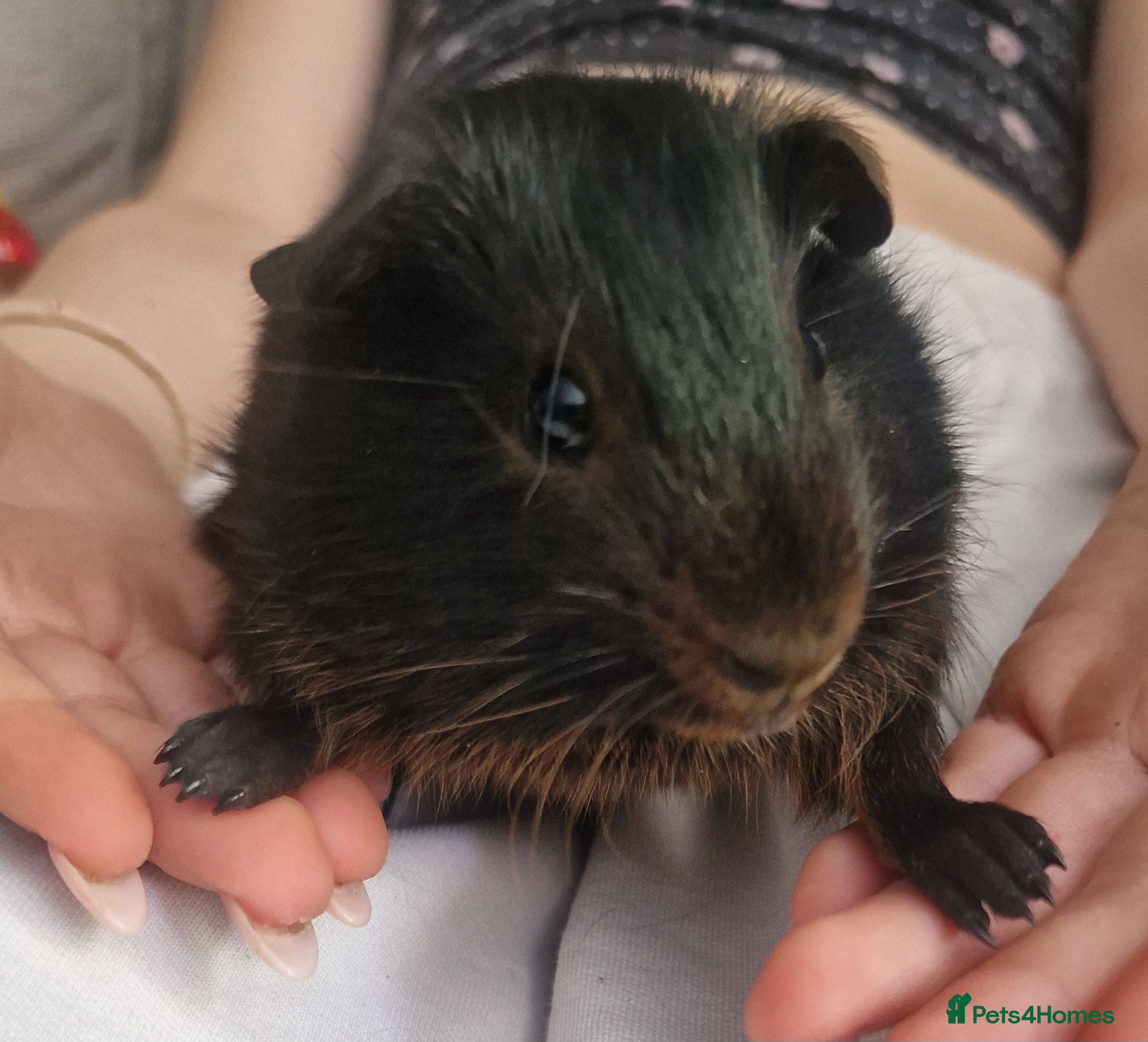Guinea Pig rodents Brother and sister - Advert 1