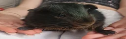 Guinea Pig rodents for sale: Brother and sister - Advert 1