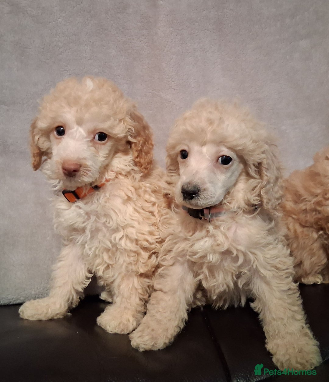 Mixed Breed dogs for sale: lovely poodle pups - Advert 12