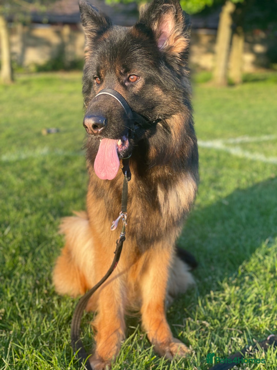 German Shepherd dogs for sale: This gorgeous boy needs a chance  - Image 9