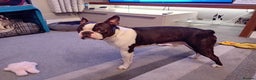 Boston Terrier dogs for stud: My handsome boy ready for stud - Advert 8