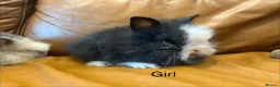 Lionhead rabbits for sale: mini double maned lionheads and mini lops  - Advert 5