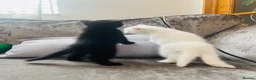 Mixed Breed cats for sale: Kittens for sale  - Advert 8