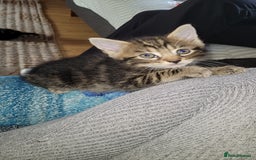 Mixed Breed cats for sale: Beautiful mixed kittens 2 boys 2 girl - Image 3