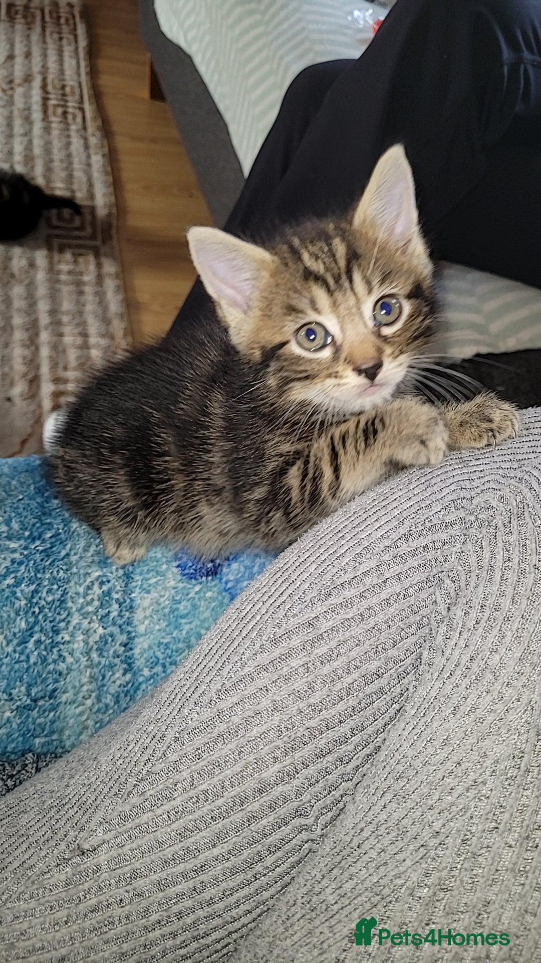 Mixed Breed cats for sale: Beautiful mixed kittens 2 boys 2 girl - Image 3