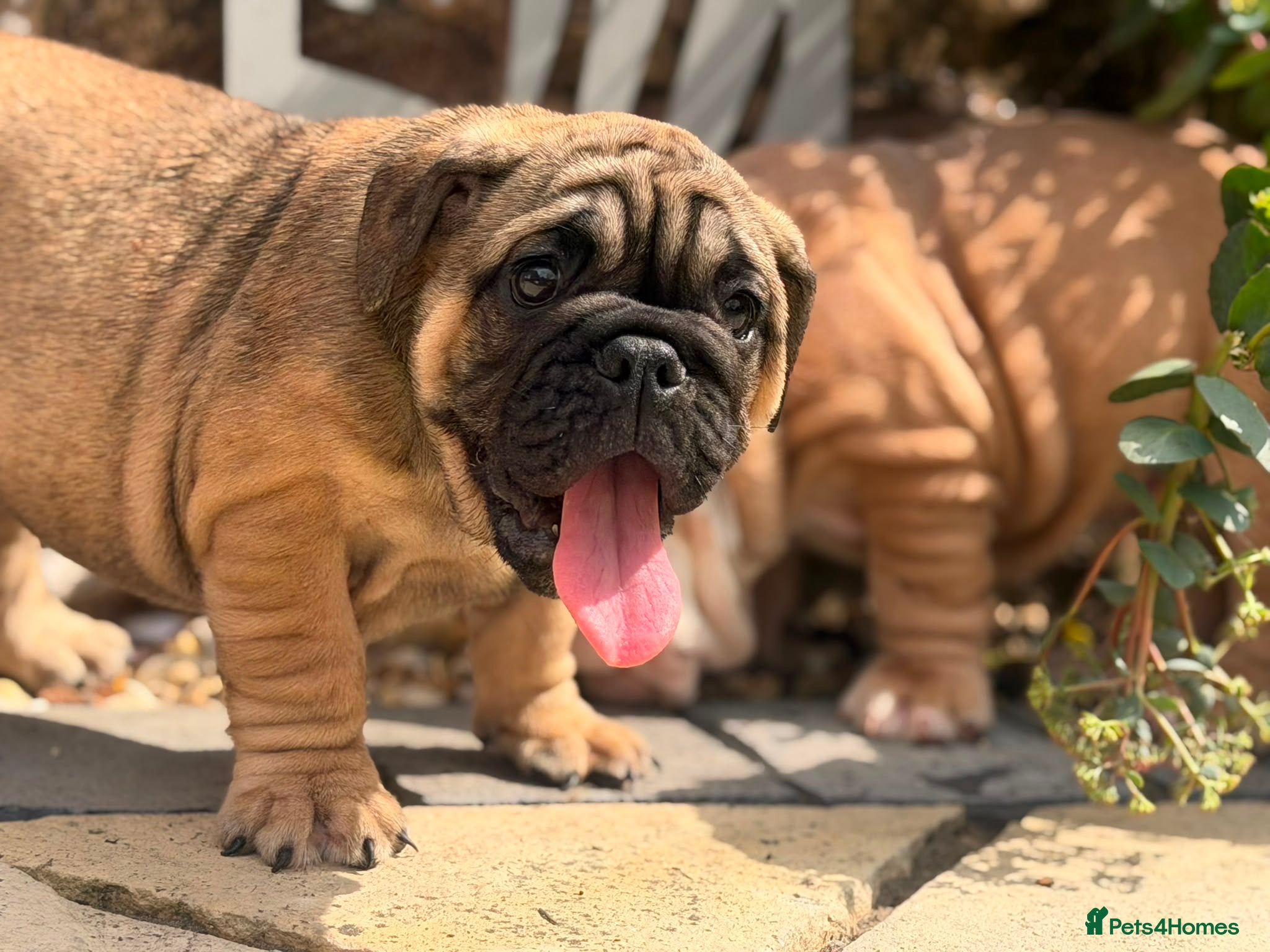 English Bulldog dogs Quality English bulldogs - Advert 1