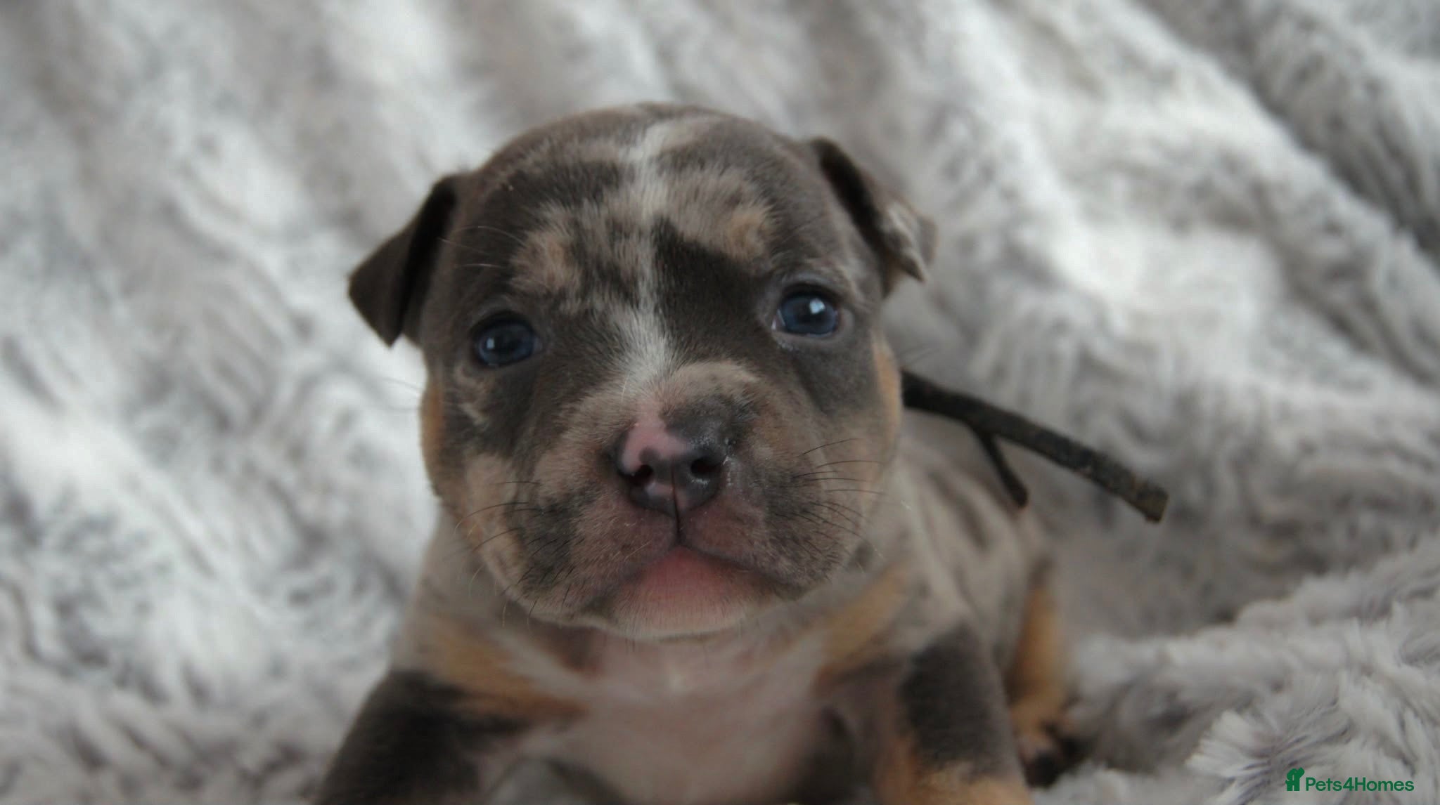 American Bully dogs Beautiful American pocket bullys  - Advert 1