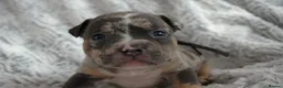 American Bully dogs for sale: Beautiful American pocket bullys  - Advert 1