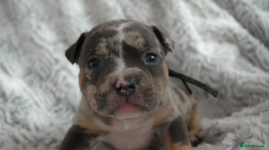 American Bully dogs for sale: Beautiful American pocket bullys  - Advert 1