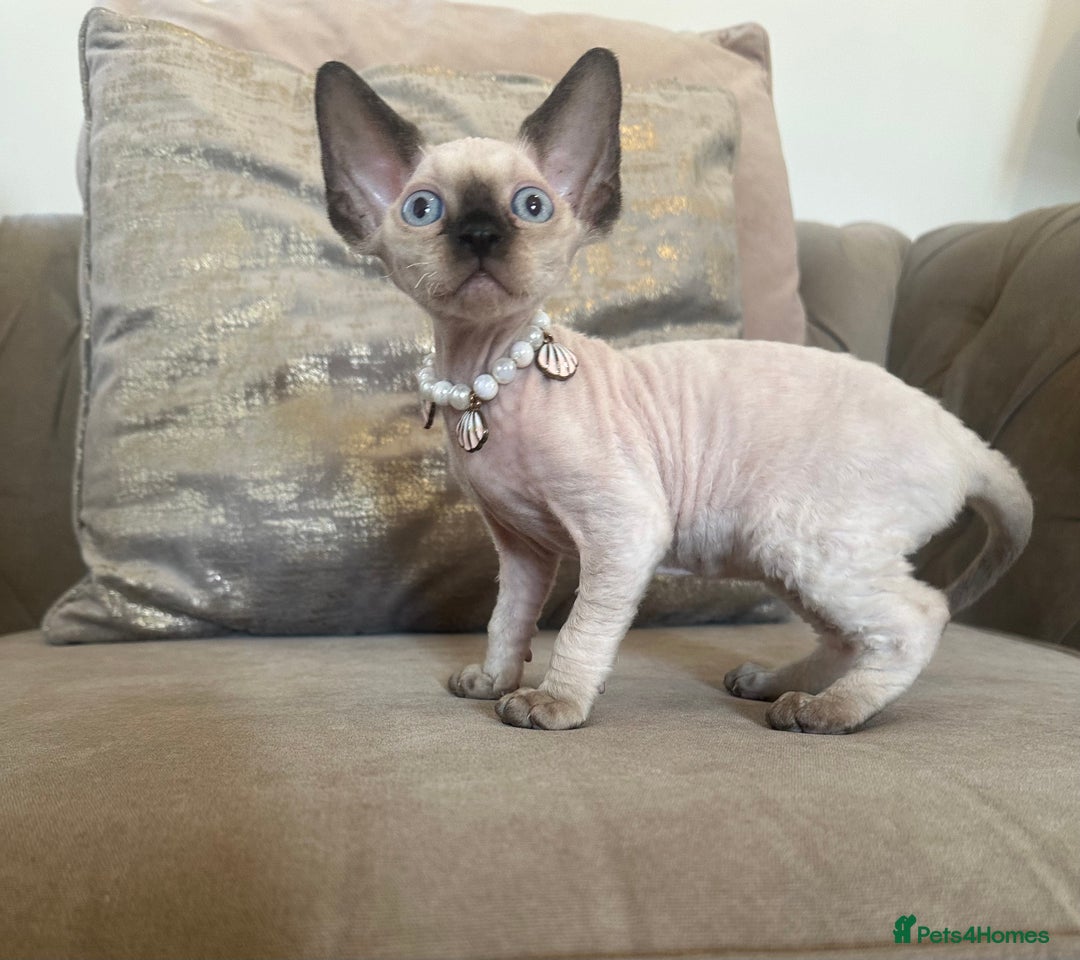 Devon Rex cats for sale: Two Adorable Devon Rex Kittens 💙🩷 - Image 3