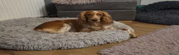 Cocker Spaniel dogs for sale: KC Registered Working Cocker Spaniel Boys - Advert 12