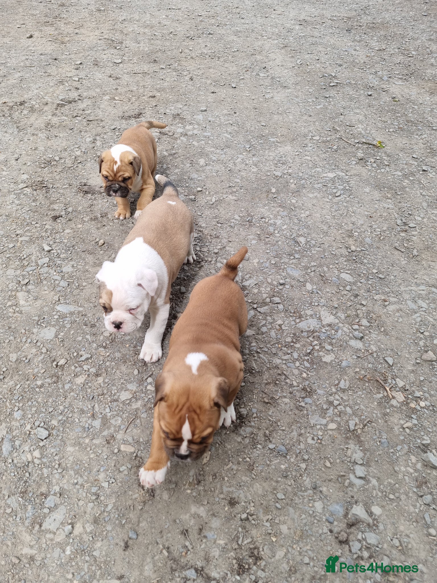 American Bulldog dogs Happy, chunky, healthy American Bulldog puppies  - Advert 2