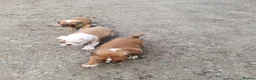 American Bulldog dogs for sale: Happy, chunky, healthy American Bulldog puppies  - Advert 3