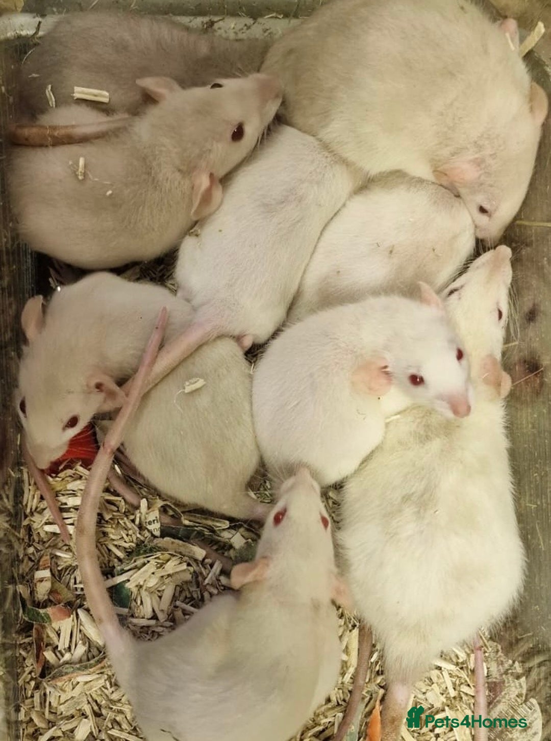 Rat rodents for sale: Very friendly baby rats, including dumbo Siamese  - Image 7