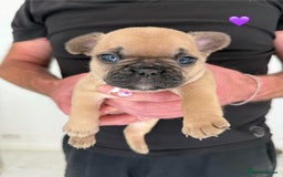 French Bulldog dogs for sale: Fawn French Bulldogs - Image 6