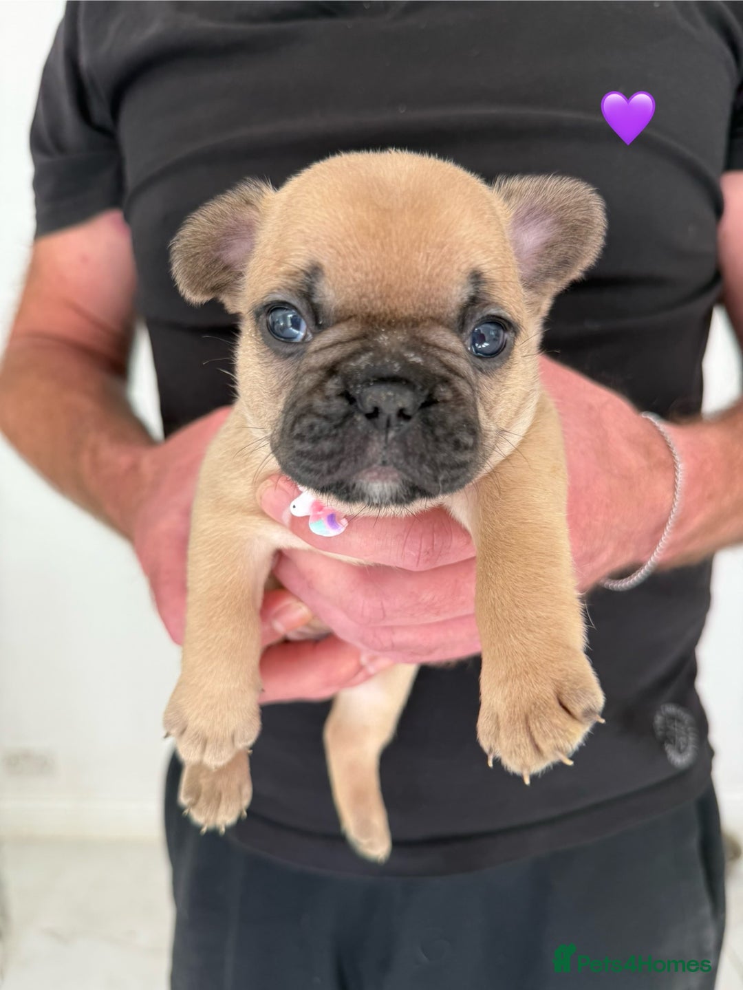 French Bulldog dogs for sale: Fawn French Bulldogs - Image 6