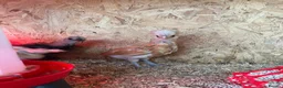Chickens poultry for sale: Polish, Silkies, Pekins  - Advert 15