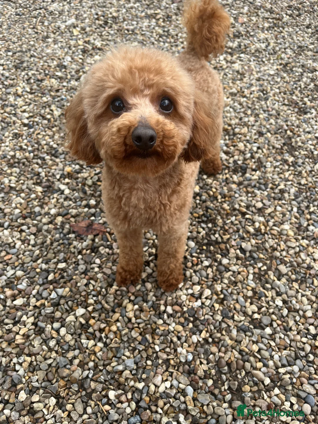 Toy Poodle dogs for stud: 🌹 RED TOY POODLE 9 INCH 2.8 KG HEALTH TESTED 🌹 in Romford - Advert 29