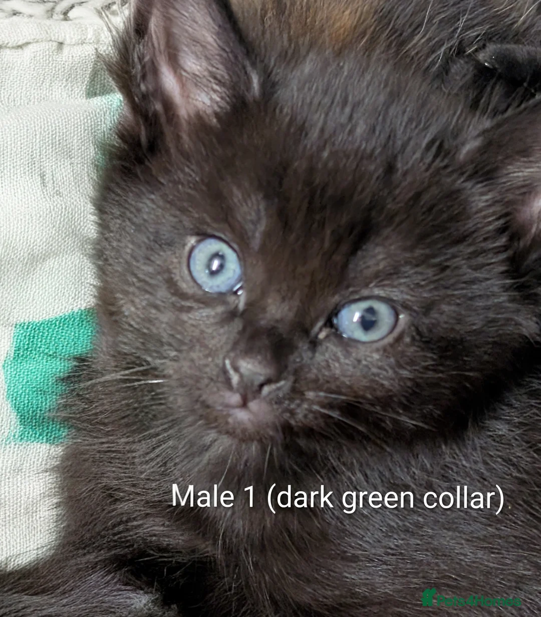 Russian Blue cats for sale: Adorable Russian Blue cross kittens - Advert 18