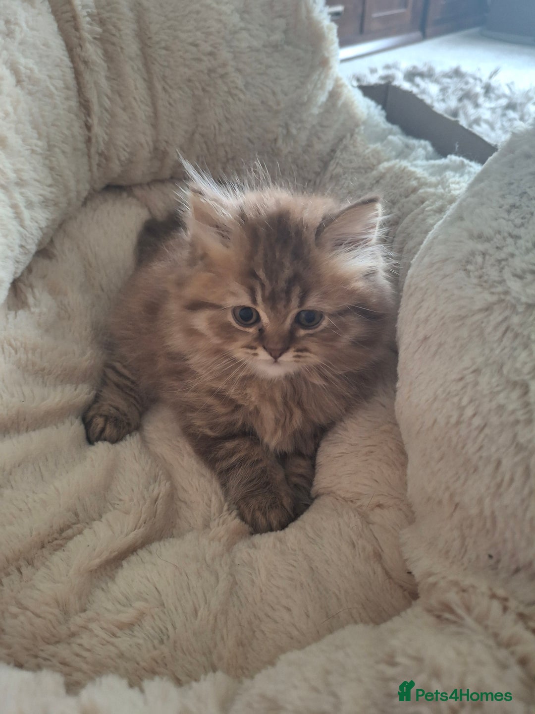 British Longhair cats for sale: 2 x Rare and stunning Pedigree BLH kittens - Image 14