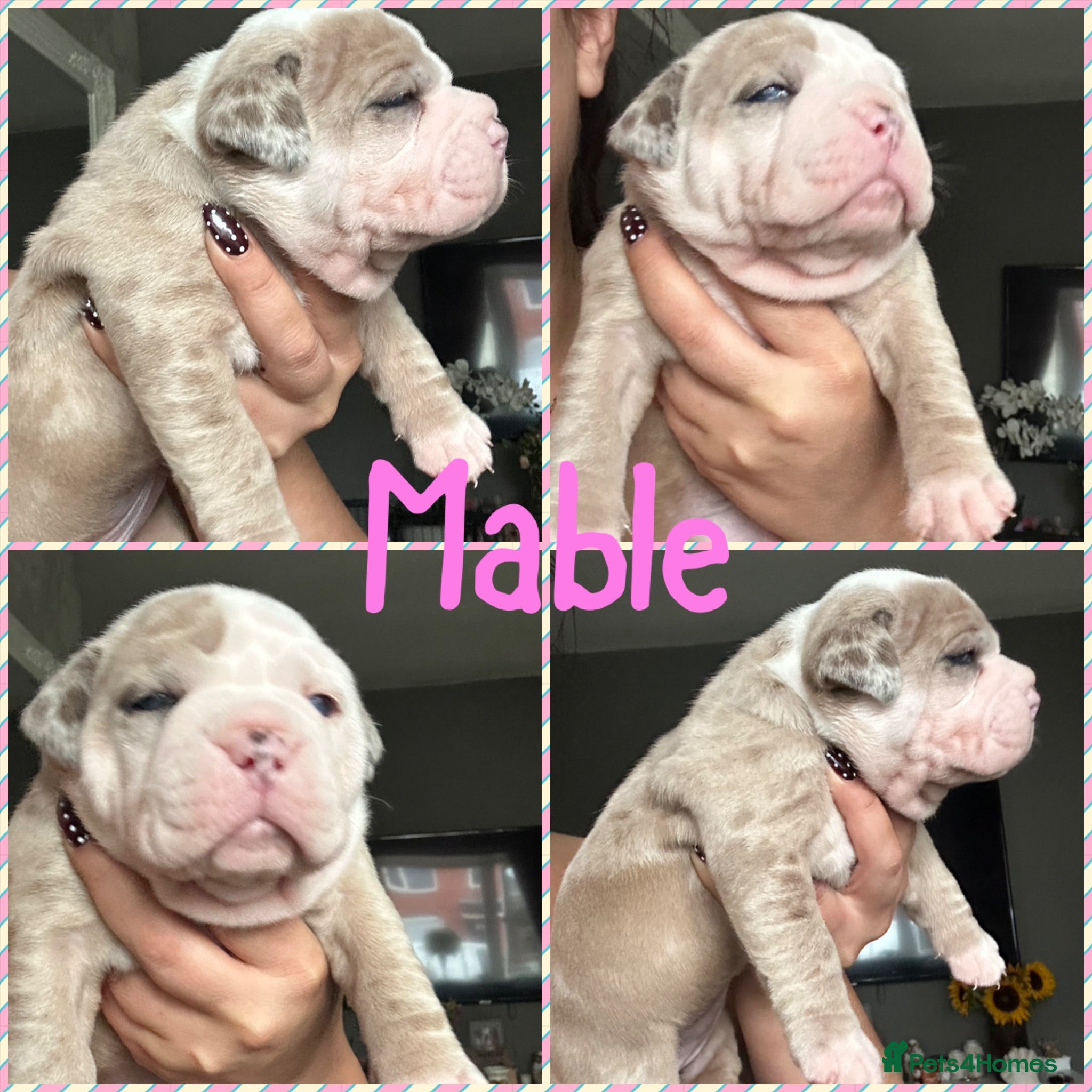 Olde English Bulldogge dogs 🍁🩵 stunning olde English pups 🩷🍁 - Advert 1