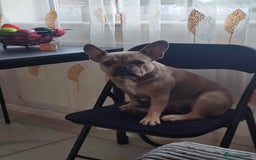 French Bulldog dogs for sale: Bulldog franch  - Image 19
