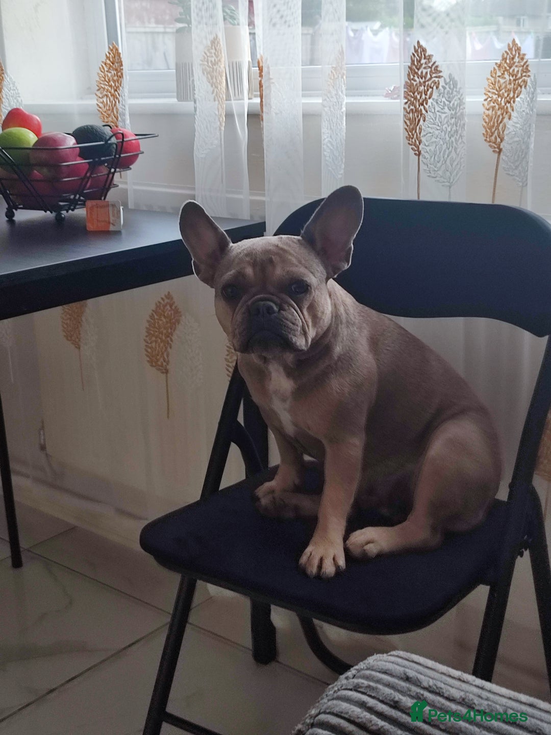 French Bulldog dogs for sale: Bulldog franch  - Image 19