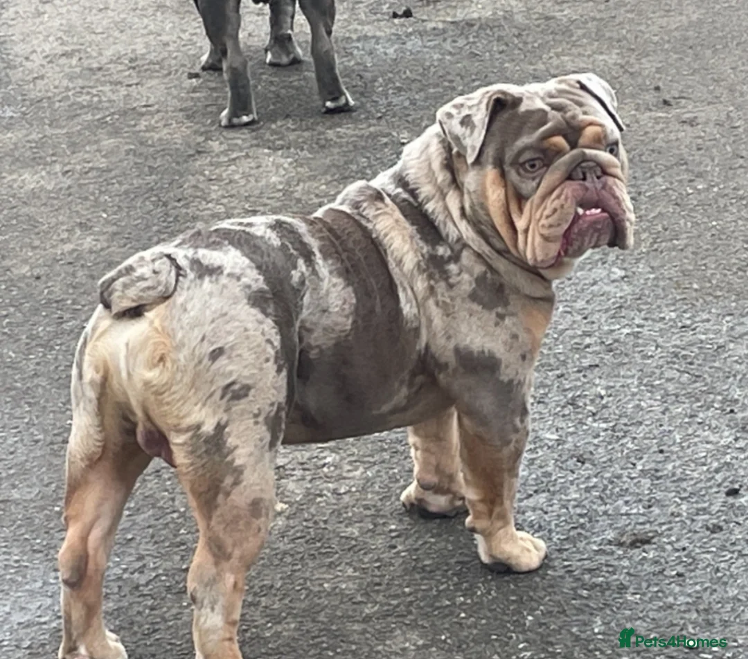 English Bulldog dogs for stud: Beautiful lilac tri Merle bulldog up for stud - Advert 3