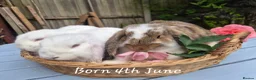 Mini Lop rabbits for sale: Two Mini lops and 4 Dwarf lops available - Advert 5
