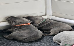 Staffordshire Bull Terrier dogs for sale: Staffordshire Bull Terrier boys - Image 6