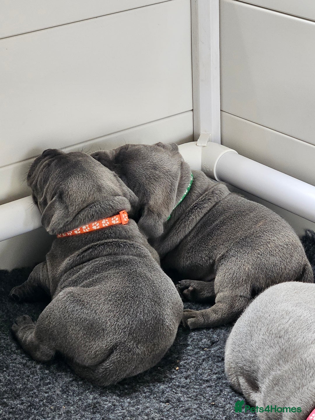 Staffordshire Bull Terrier dogs for sale: Staffordshire Bull Terrier boys - Image 6