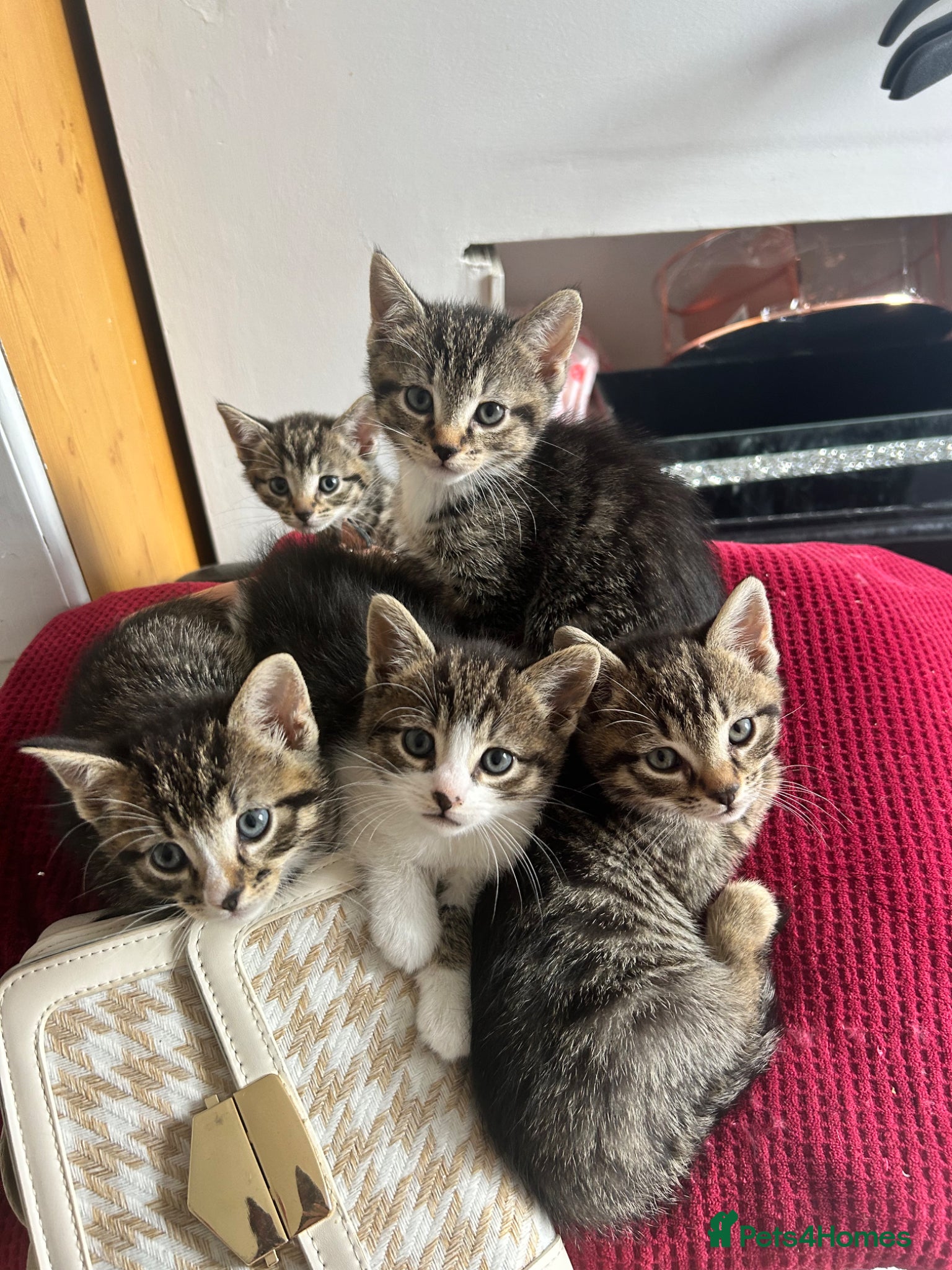 Mixed Breed cats 5 beautiful tabby kittens  - Advert 3