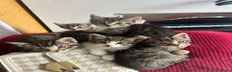 Mixed Breed cats for sale: 5 beautiful tabby kittens  in Ilford - Advert 1