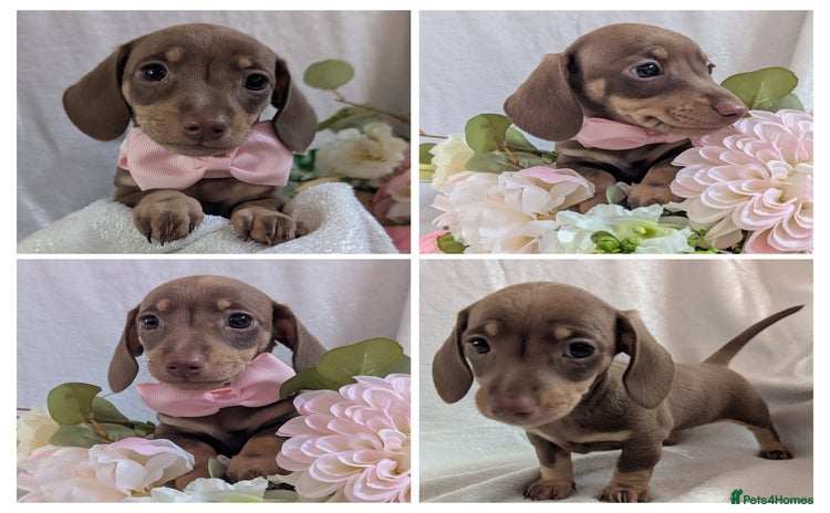 Miniature Dachshund dogs - Advert 11