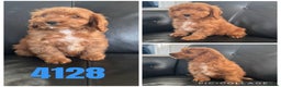 Cockapoo dogs for sale: Beautiful litter of f1 toy cockapoos  - Advert 6
