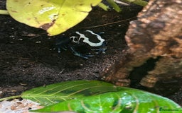 Gecko reptiles for sale: 3 mixed gold dust day geckos & 2 poison dart frogs - Advert 6