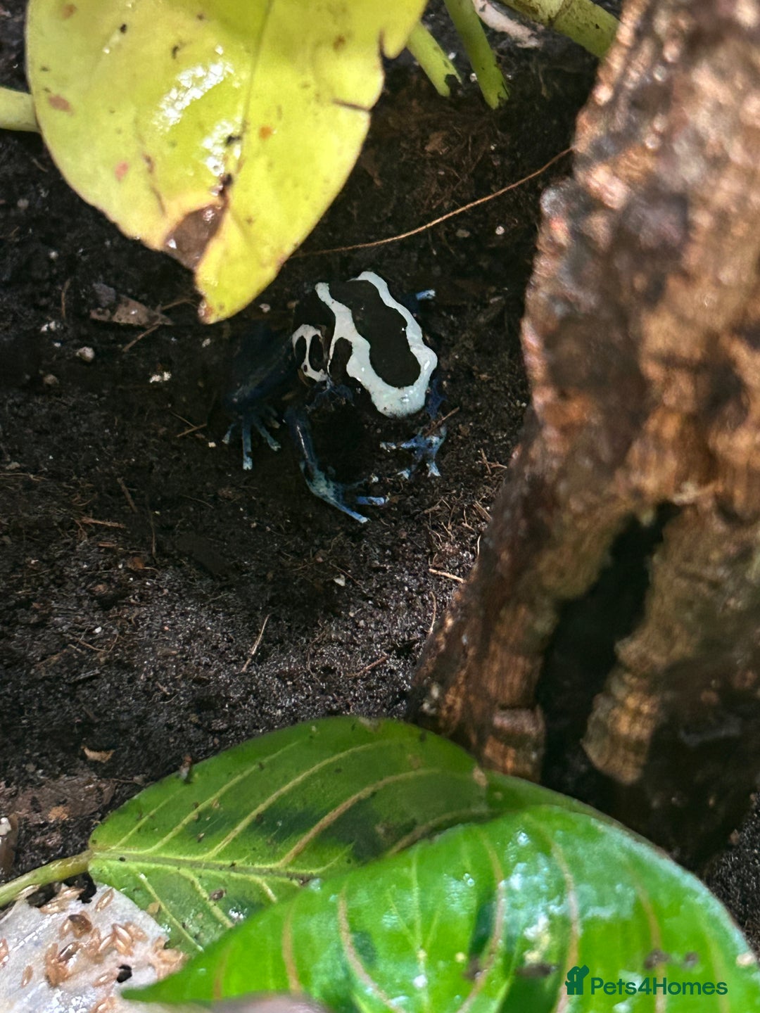 Gecko reptiles for sale: 3 mixed gold dust day geckos & 2 poison dart frogs - Advert 6