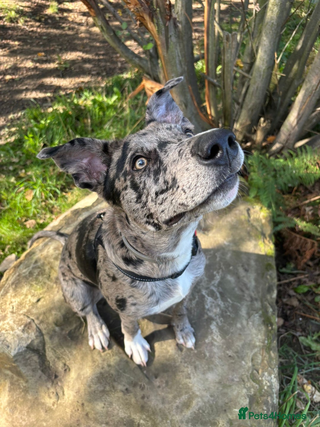 Mixed Breed dogs for sale: Whippet X border collie  - Advert 8