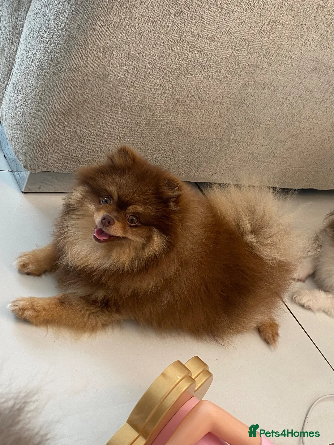 Pomeranian dogs for stud: 🐻 LILAC AND TAN TINY TEDDY BEAR FACED BOY 🐻  - Advert 6