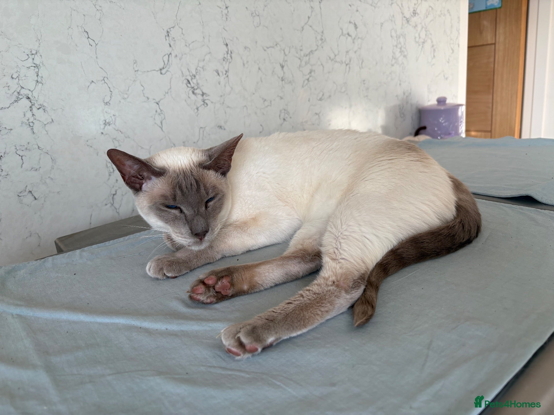 Siamese cats Lovely lilac point Siamese girl needing new home  - Advert 2