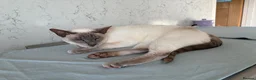 Siamese cats for sale: Lovely lilac point Siamese girl needing new home  - Advert 1