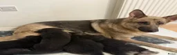 German Shepherd dogs for sale: Straightback German shepherd  - Advert 1