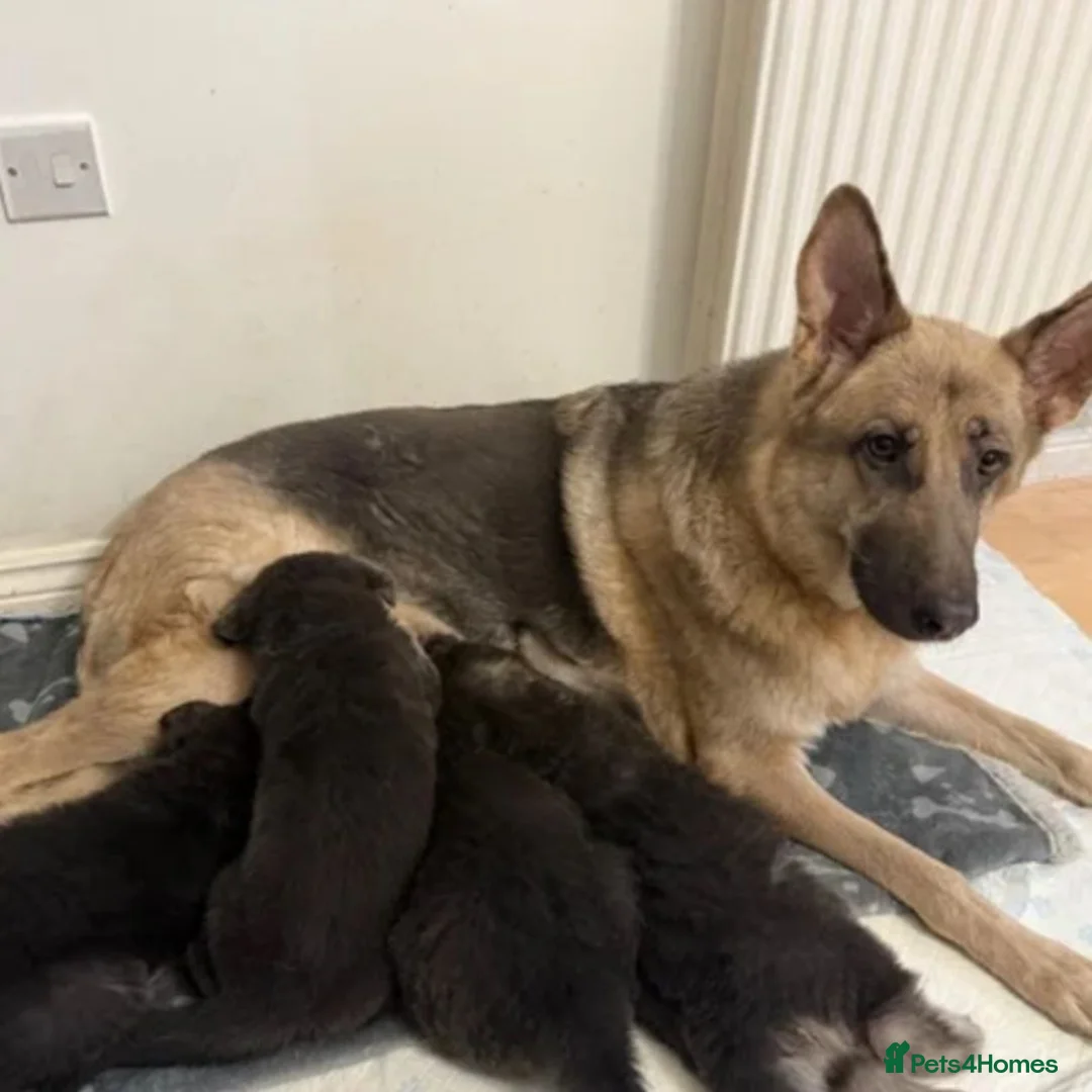 German Shepherd dogs for sale: Straightback German shepherd  - Advert 1
