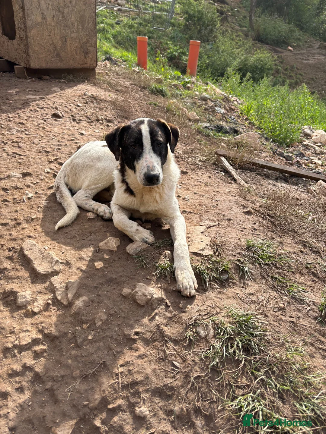 Mixed Breed dogs for adoption: MJ is looking for a family  - Advert 12