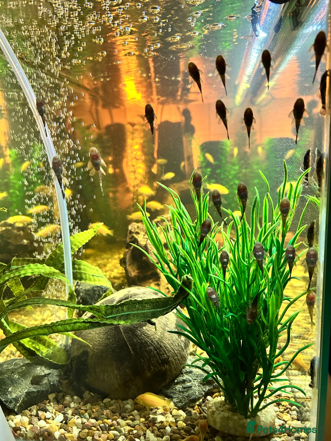 Plecos fish for sale: Juvenile Bristlenose Plecos  - Image 5