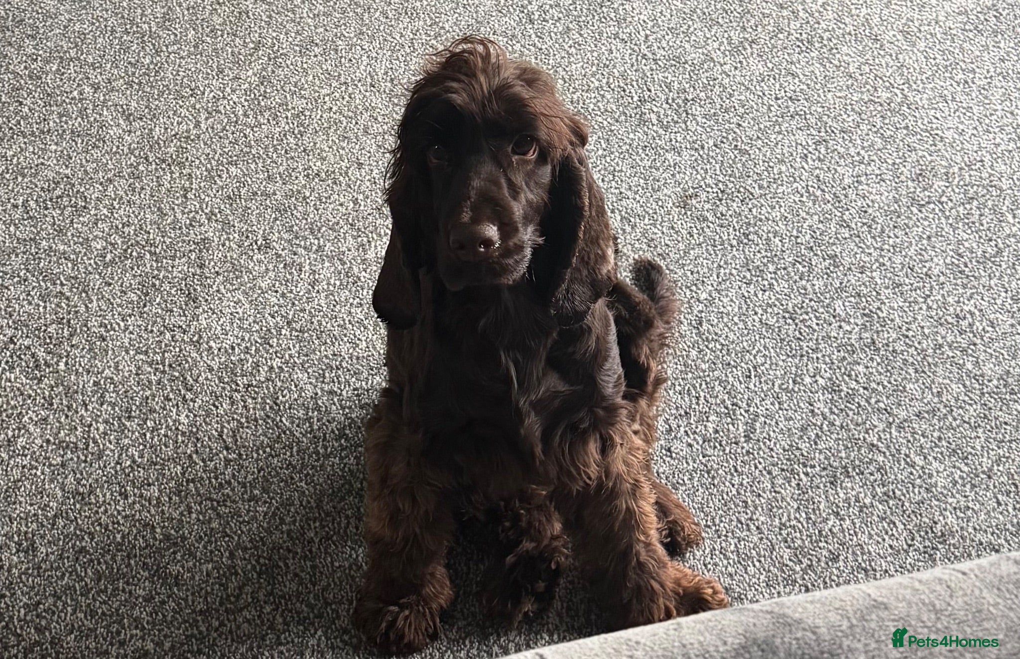 Cocker Spaniel dogs 3 year old show cocker- fully health tested  - Advert 1