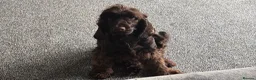 Cocker Spaniel dogs for sale: 3 year old show cocker- fully health tested  - Advert 1