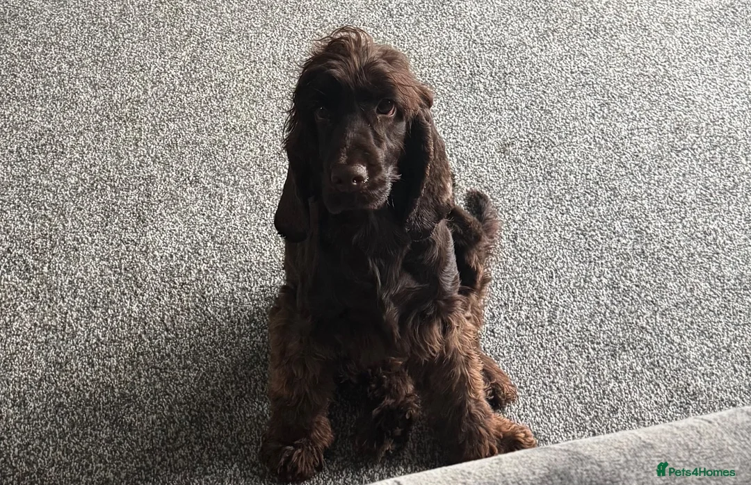 Cocker Spaniel dogs for sale: 3 year old show cocker- fully health tested  - Advert 1